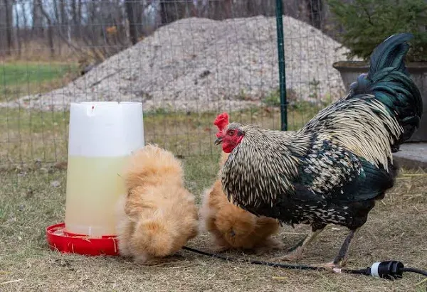 Farm Innovators Heated Poultry Fountain