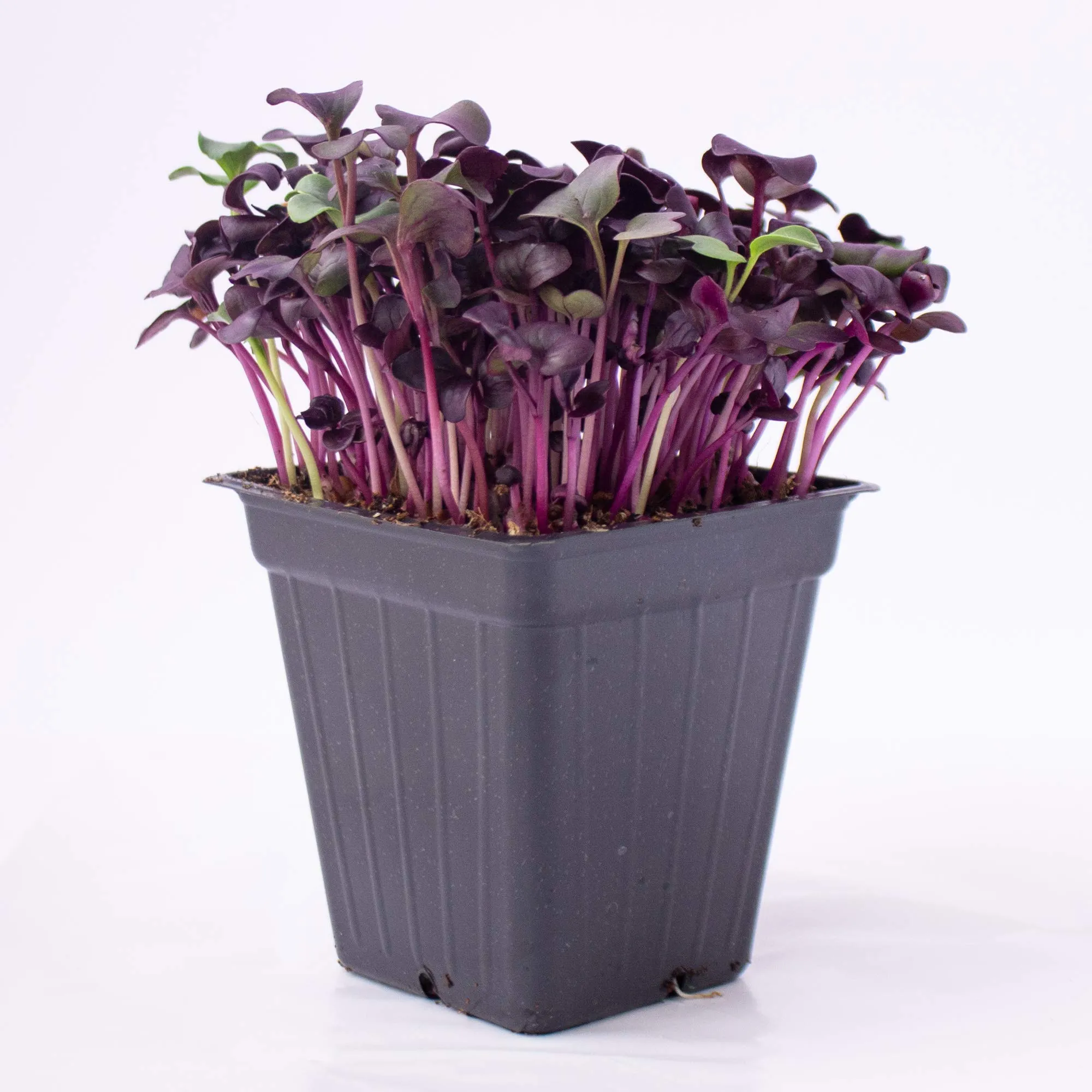 Purple Radish Microgreens Seeds