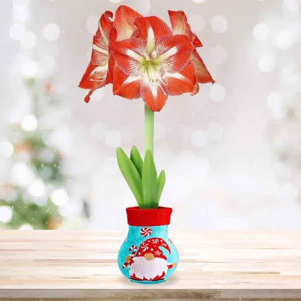 Garden State Bulb Gnome Sweater Amaryllis Flower Bulb