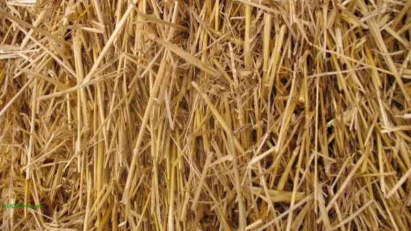 Thunder Acres 100% Natural Wheat Straw