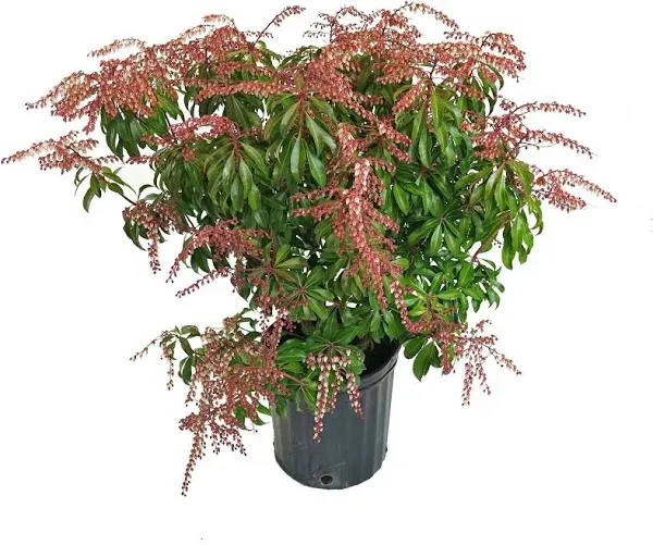 Pieris jap. 'Dorothy Wycoff' (Dorothy Wycoff Andromeda) Evergreen, #2 - Size Container