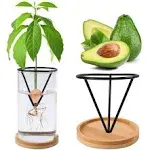 Bylion Avocado Tree Growing Kits Avocado Growing Vase Wooden Base Avocado Seed Starter Vase Glass Plant Pot Easy Seed Sprout St