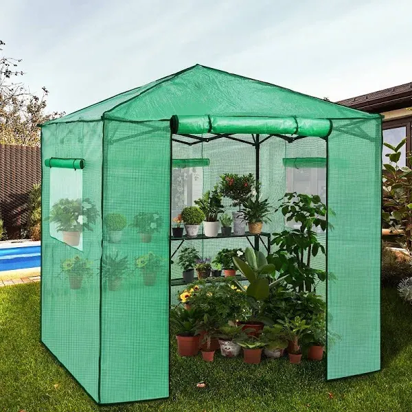 EAGLE PEAK 7x7 Pop up Greenhouse Portable Walk-in Outdoor Gardening Green House with 2 Foldable Shelves, Roll-up Zipper Entry Door and 3 Mesh Windows, Green