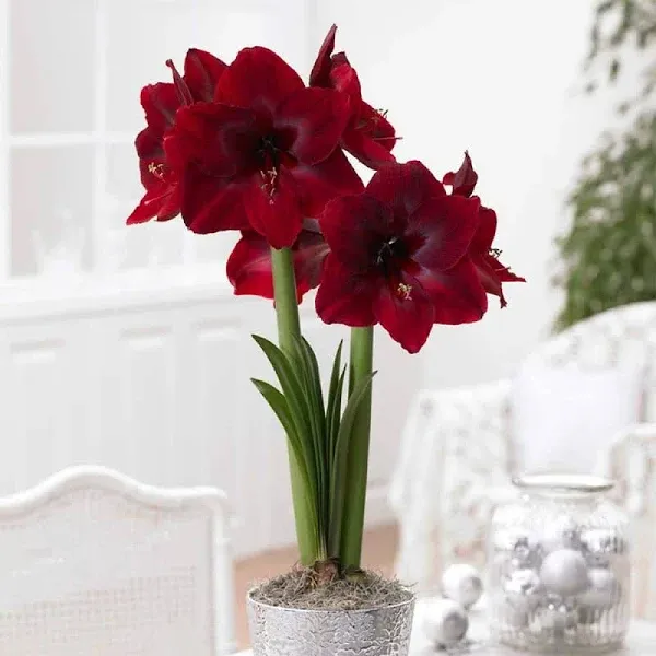 Van Zyverden Mega Amaryllis Red Pearl Limited Availability