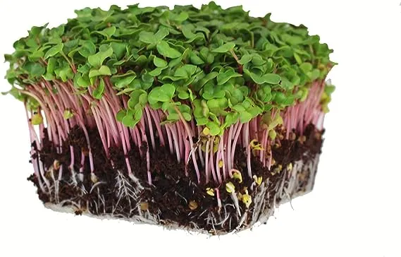 Radish Sprouting Seed Red Arrow Variety