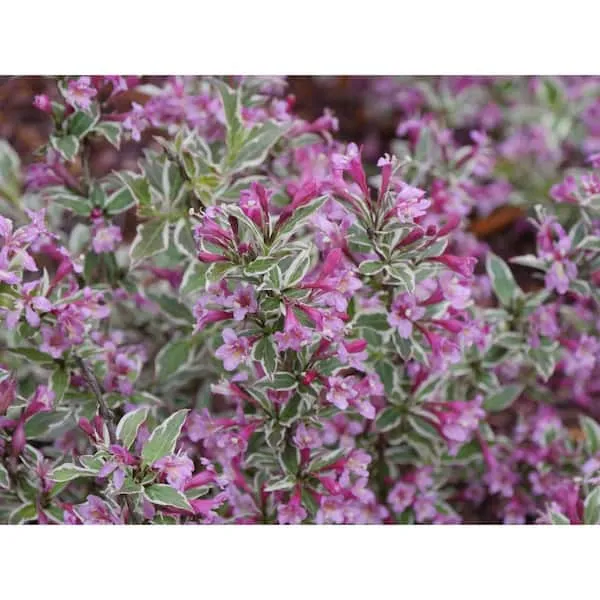 1 Gal. My Monet Purple Effect Weigela Live Plant, Purple Flowers