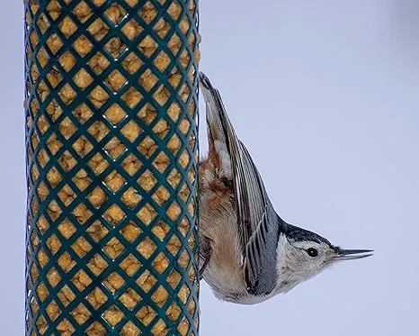 C&S Woodpecker Suet Nuggets Mega Box