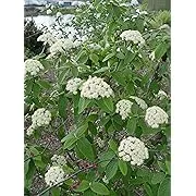 Viburnum X pragense (Prague Viburnum) Shrub, pink buds & white flowers, #3 - Size Container