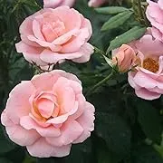 Peachy Knock Out Rose Live Plant