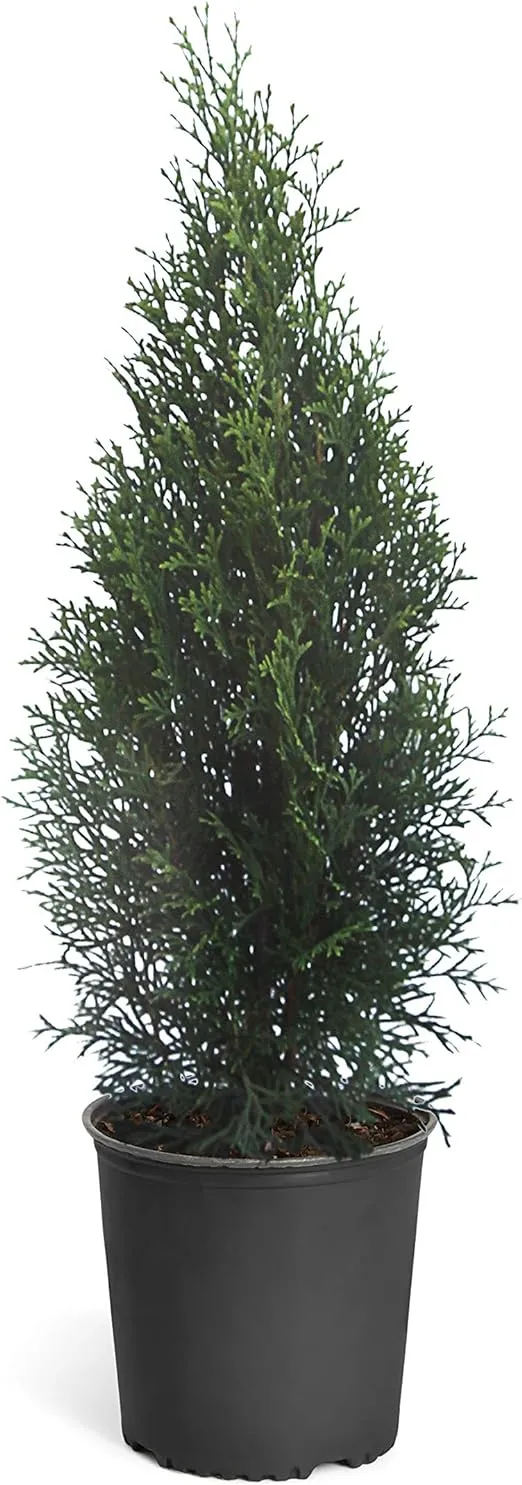 Emerald Green Arborvitae from Cloudytors