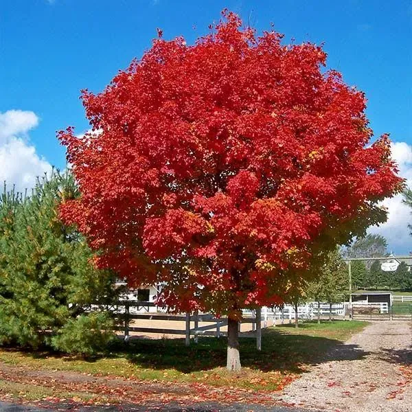 Brighter Blooms Red Sunset Maple Tree