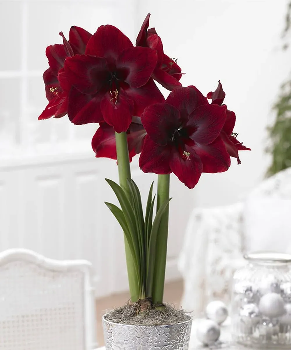 VAN ZYVERDEN 88406 Mega Amaryllis Red Pearl Availability Set of 1 Dormant Flower Bulbs