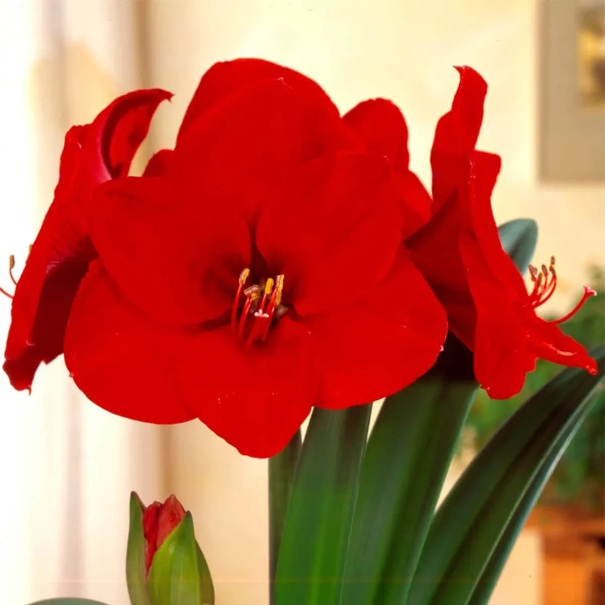 Van Zyverden Red Amaryllis Red Lion Bulbs | 88407