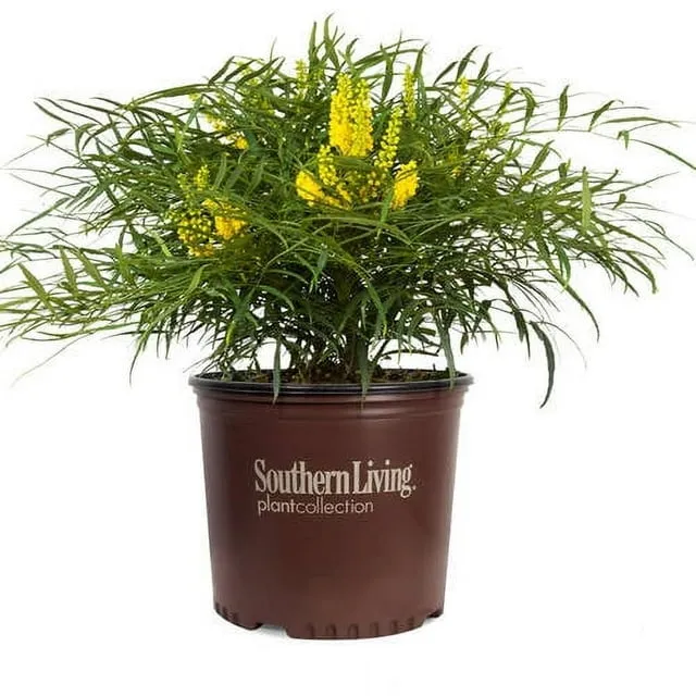 Southern Living Plant Collection Soft Caress Mahonia