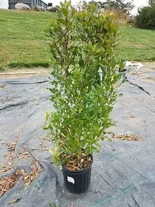 Green Promise Farms Myrica PENSYLVANICA (Northern Bayberry) Shrub, 2-Size Container, Green Foliage