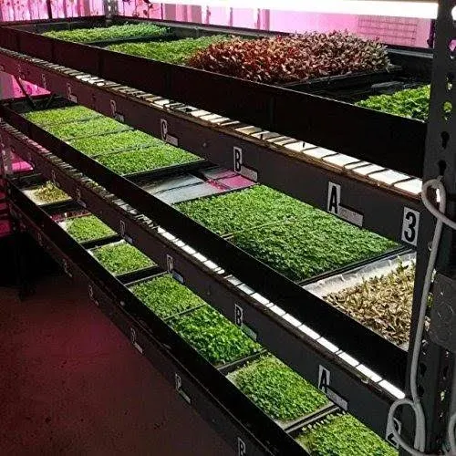 Bootstrap Farmer Microgreen Trays No Holes 30 Pack Black