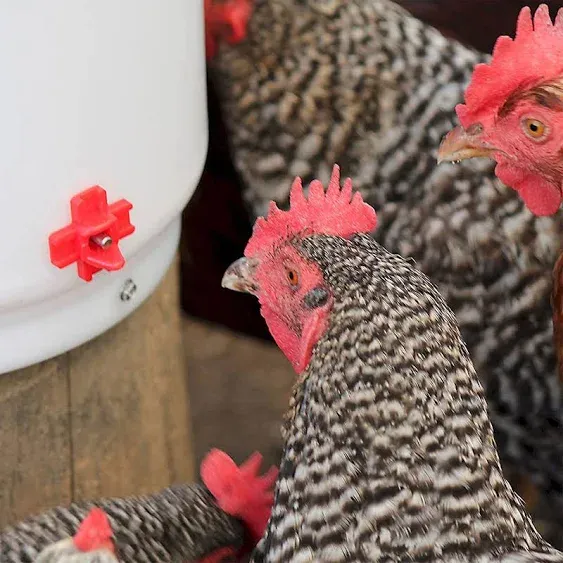 Farm Innovators Heated 2 Gallon Poultry Water Bucket Drinker, White/Red (4 Pack)