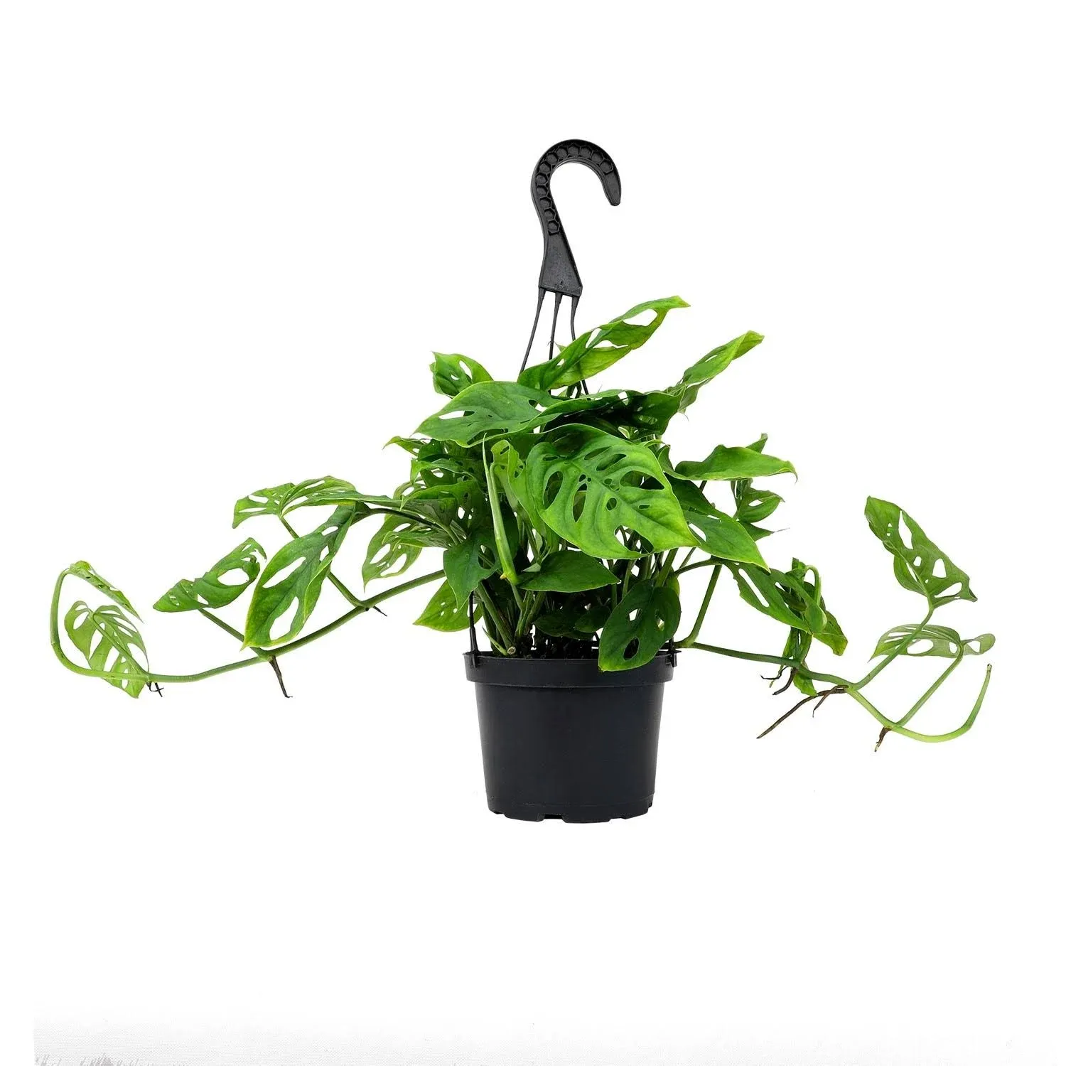 Altman Plants 6 in. Monstera Swiss Cheese Houseplant Hanging Basket