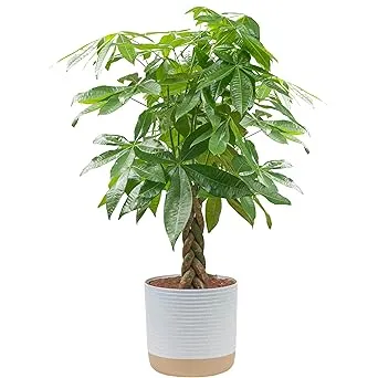 Money Tree, Easy Care Indoor Plant, Live Houseplant in Ceramic Planter Pot, B...