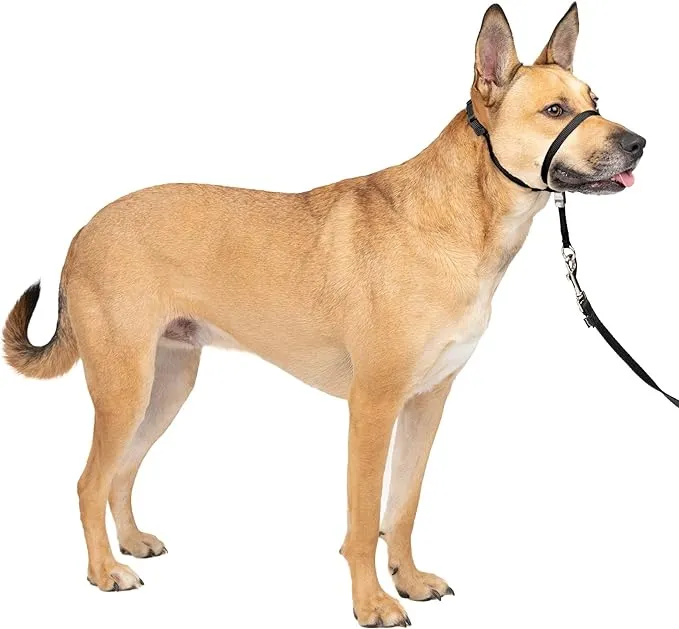 PetSafe Gentle Leader No-Pull Head Collar for Dogs, Dog Head Collar - The Ultimate Solution to Pulling, Padded Nose Loop, Quick-Snap Neck Strap, Dog Head Halter, Medium - Black