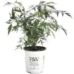 1 Gal. Lemony Lace Elderberry (Sambucus) White Flowers with Yellow and Red Foliage