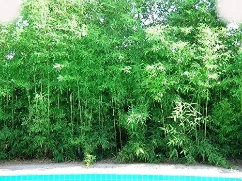 Bambusa Malingensis Seabreeze Clumping Bamboo Plant