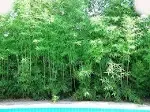 Bambusa Malingensis Seabreeze Clumping Bamboo Plant