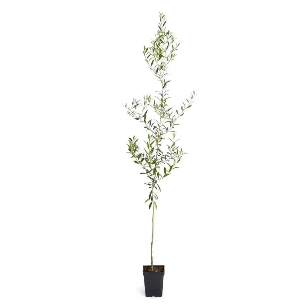 Brighter Blooms - Arbequina Olive Tree, 2-3 ft. - No Shipping to AZ