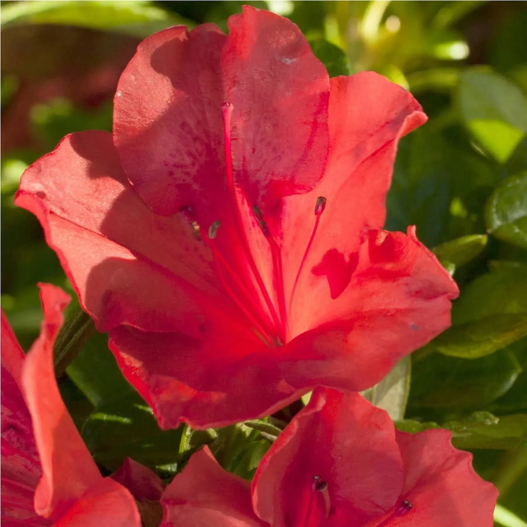 Autumn Sunset Encore Azalea | Shop Online