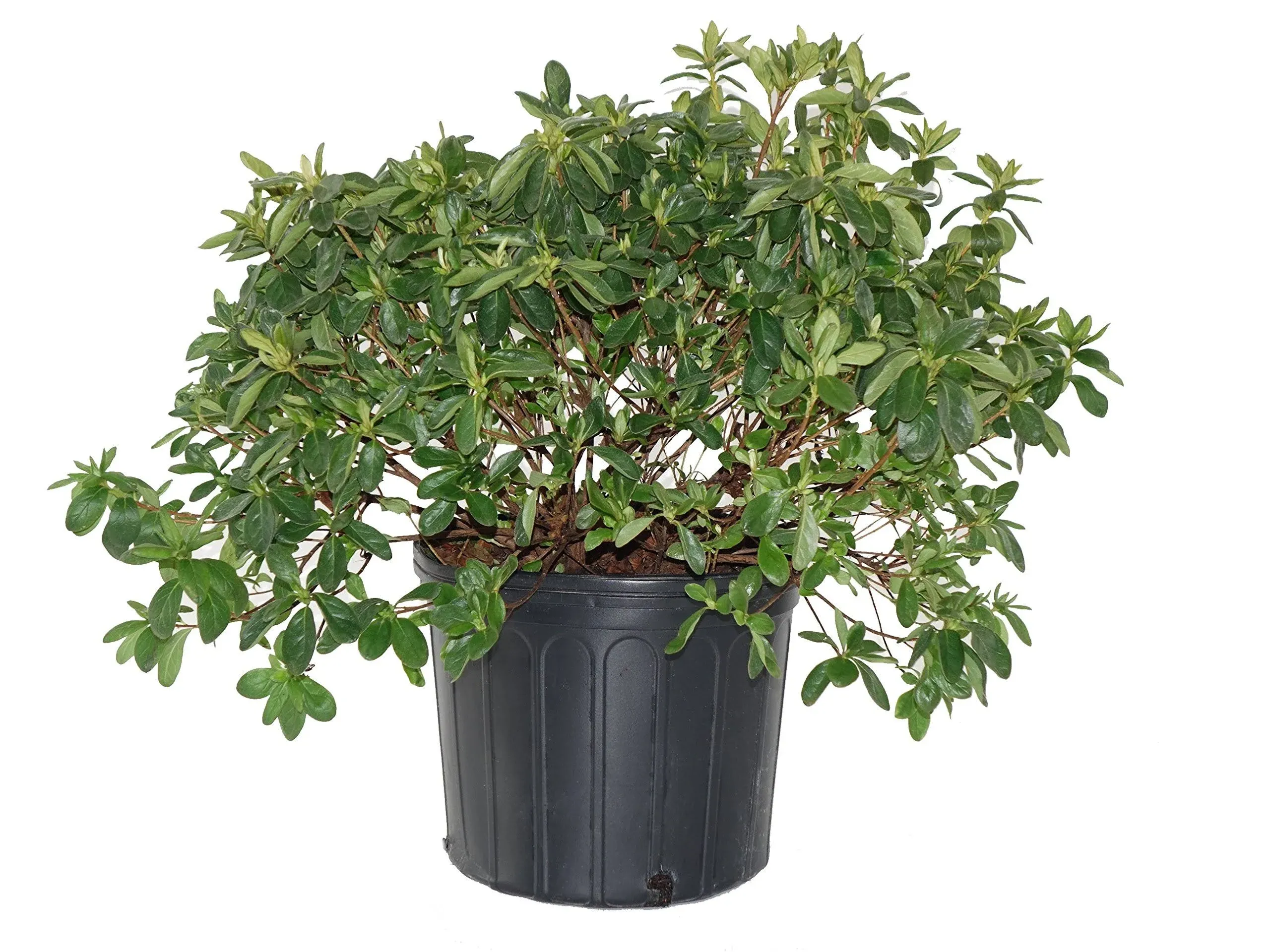 Delaware Valley White Azalea, 3-Gallon