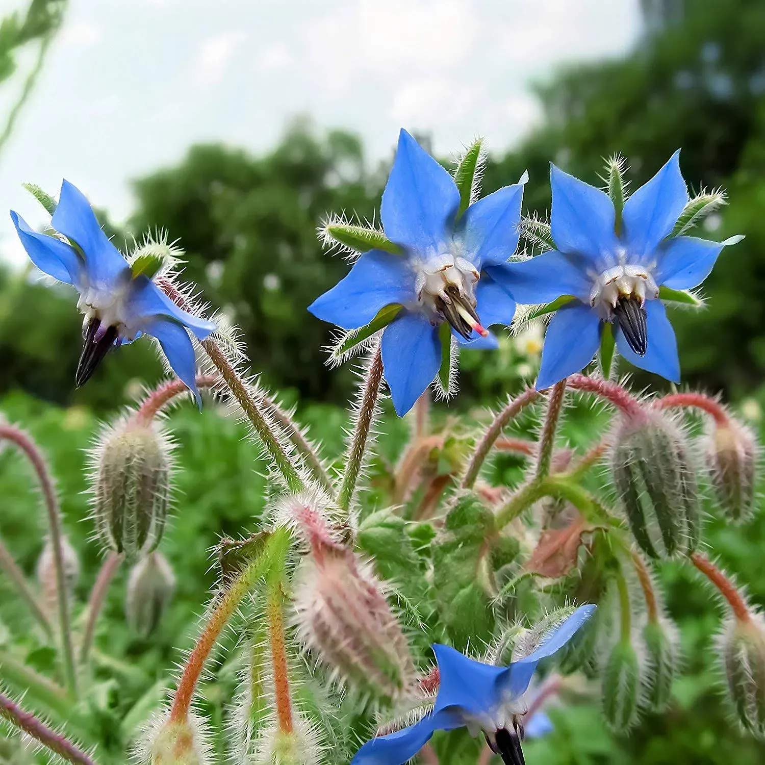 Borage Herb, 125 Seeds Per Packet