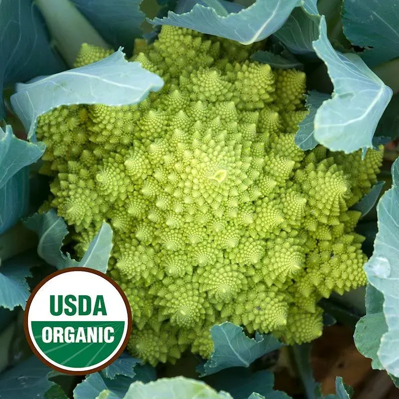 Everwilde Farms - 1 oz Organic Romanesco Broccoli Seeds - Gold Vault Bulk Seed Packet