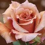 Own-root One Gallon Julia's Rose Hybrid Tea Rose by Heirloom Roses, Size: One ...