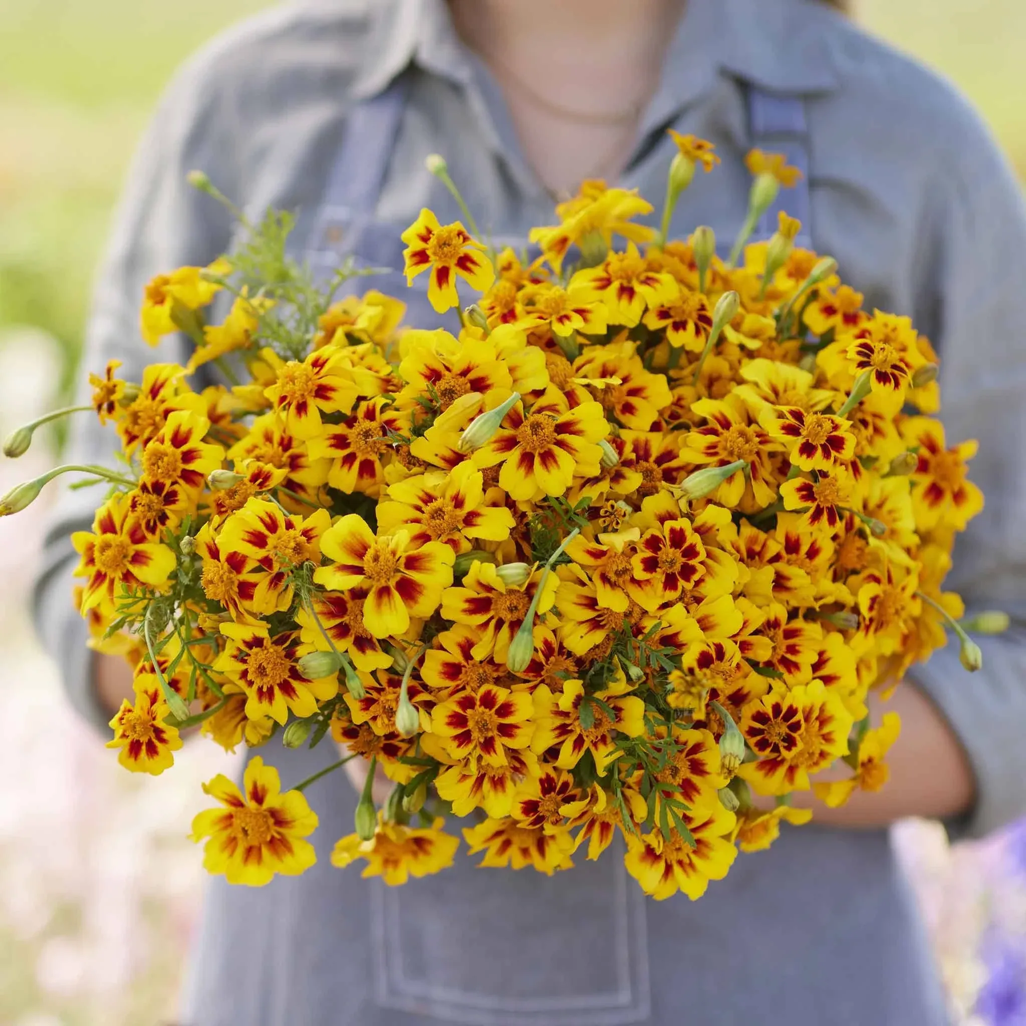 Eden Brothers French Marigold Dwarf Flower Seeds