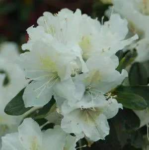 Delaware Valley White Azalea