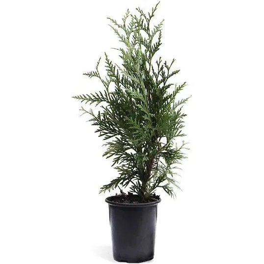 Brighter Blooms Thuja Green Giant Jumbo from Cloudytors