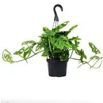 ELEMENT BY ALTMAN PLANTS 6" Swiss Cheese Plant Monstera Adansonii Live Plant Hanging Basket, Swiss Cheese Monstera Plant Live House Plants Indoors Live Plants Indoor Live Houseplants Live Indoor