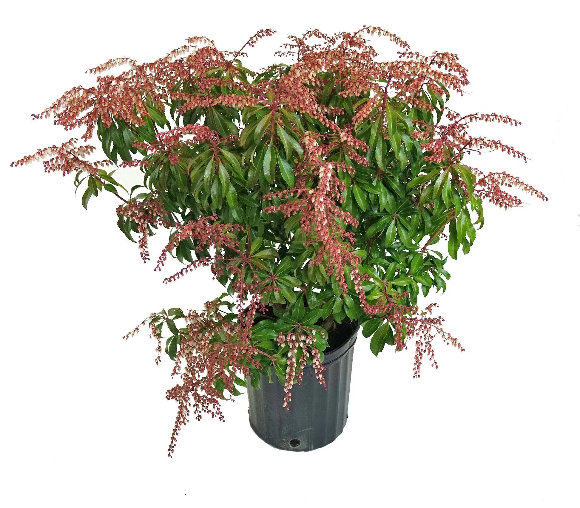 Pieris jap. 'Dorothy Wycoff' (Dorothy Wycoff Andromeda) Evergreen, #2 - Size Container